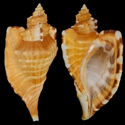 Cymatium Raderi