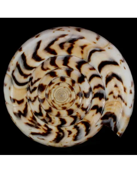 Conus Suratensis
