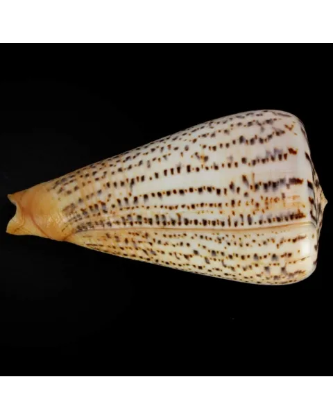 Conus Suratensis