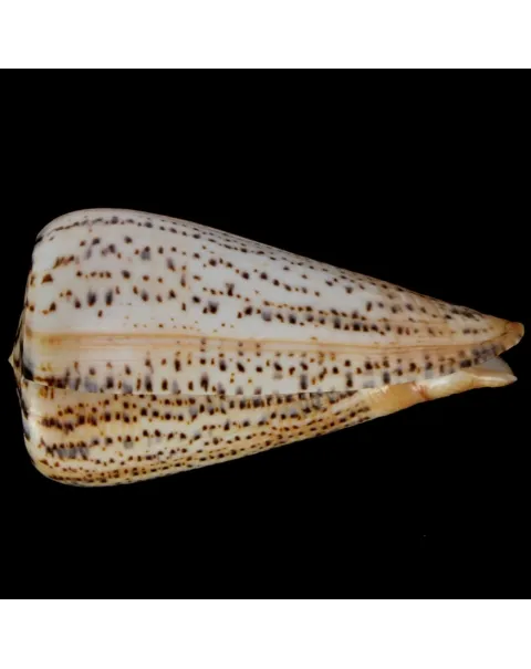 Conus Suratensis