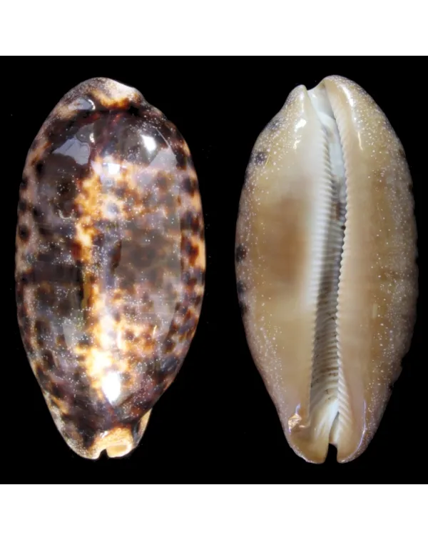 Cypraea Testudinaria