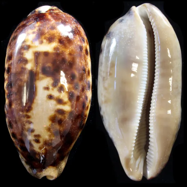 Cypraea Testudinaria - XXL
