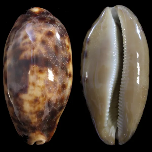 Cypraea Testudinaria
