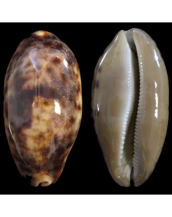 Cypraea Testudinaria