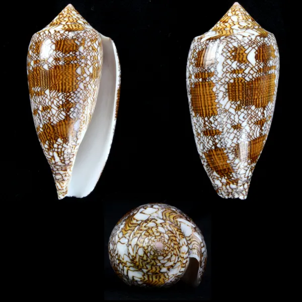 Conus Textile f. Pyramidalis