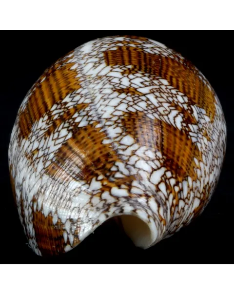 Conus Textile f. Pyramidalis
