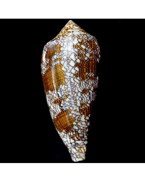 Conus Textile f. Pyramidalis