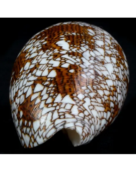 Conus Textile f. Pyramidalis