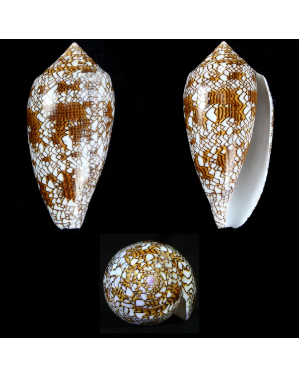 Conus Textile f. Pyramidalis