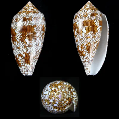 Conus Textile f. Pyramidalis