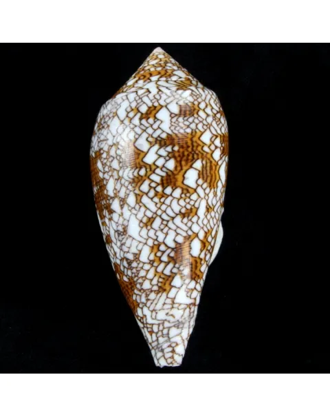 Conus Textile f. Pyramidalis