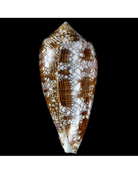 Conus Textile f. Pyramidalis