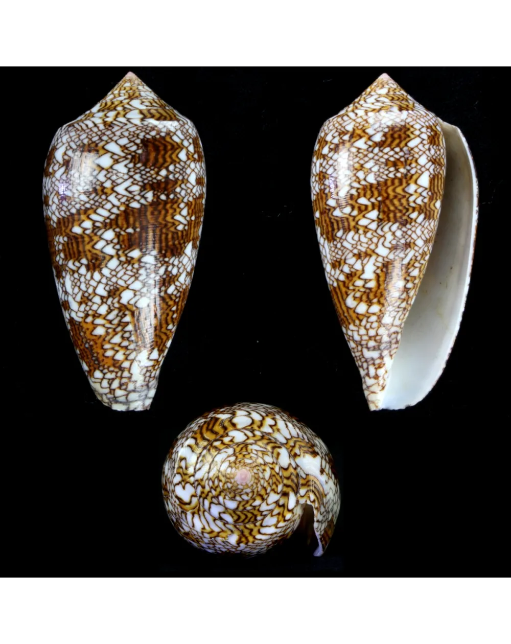 Conus Textile f. Pyramidalis