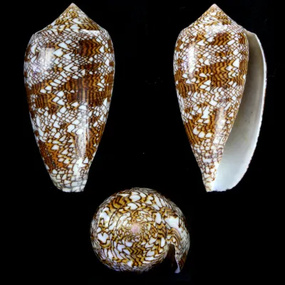 Conus Textile f. Pyramidalis