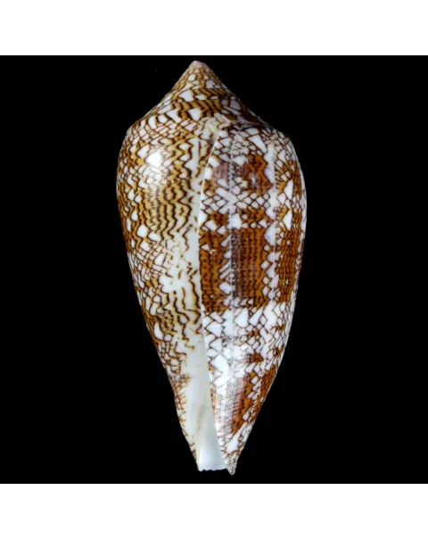 Conus Textile f. Pyramidalis