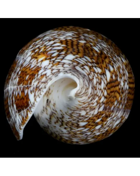 Conus Textile f. Pyramidalis