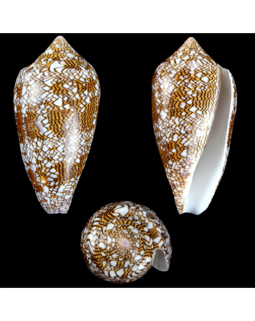 Conus Textile f. Pyramidalis