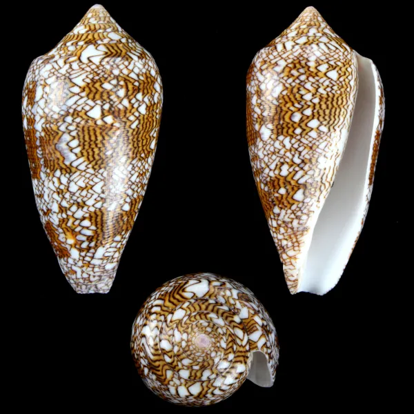 Conus Textile f. Pyramidalis