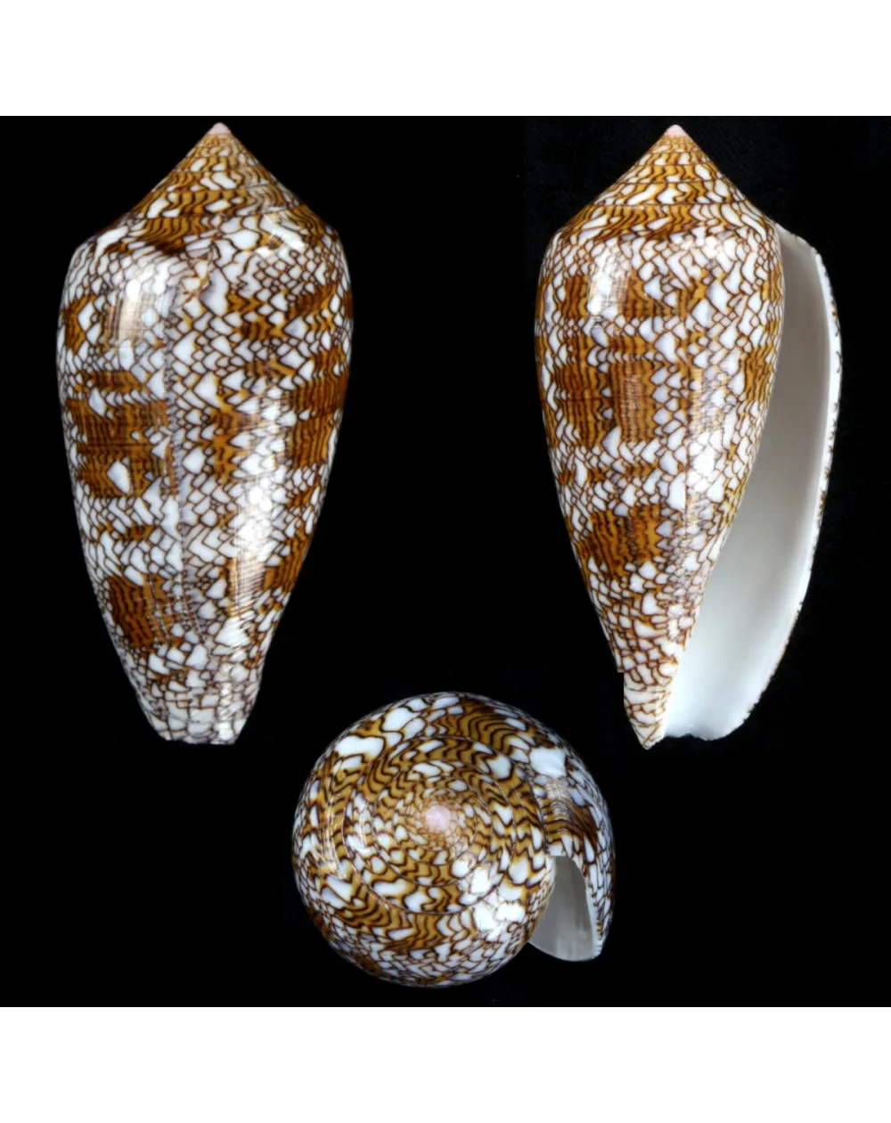 Conus Textile f. Pyramidalis