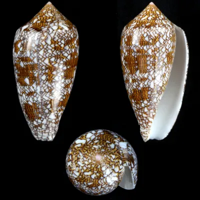 Conus Textile f. Pyramidalis