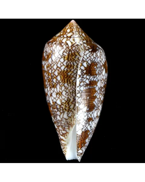 Conus Textile f. Pyramidalis