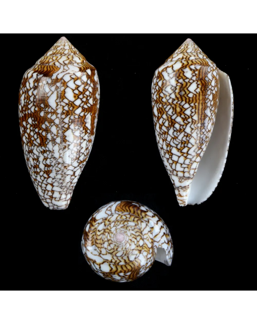 Conus Textile f. Pyramidalis