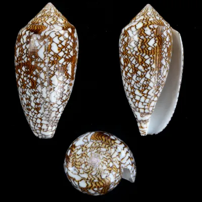 Conus Textile f. Pyramidalis