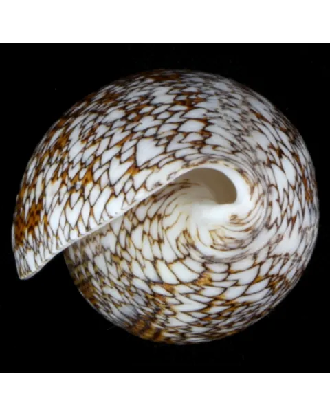 Conus Textile f. Pyramidalis