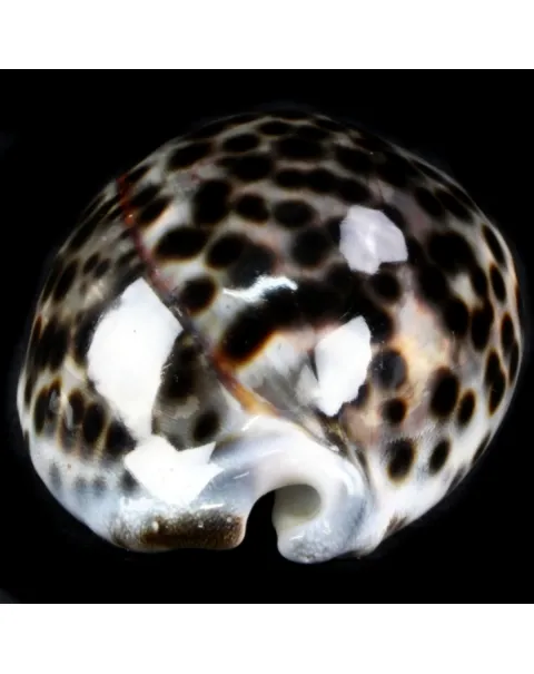 Cypraea Tigris Tigris