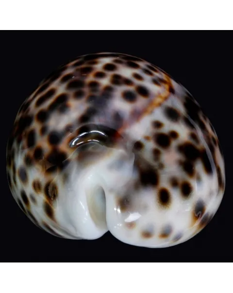 Cypraea Tigris Tigris