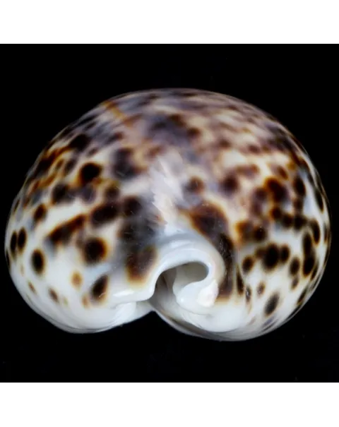 Cypraea Tigris Tigris