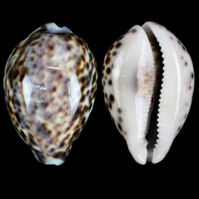 Cypraea Tigris Tigris