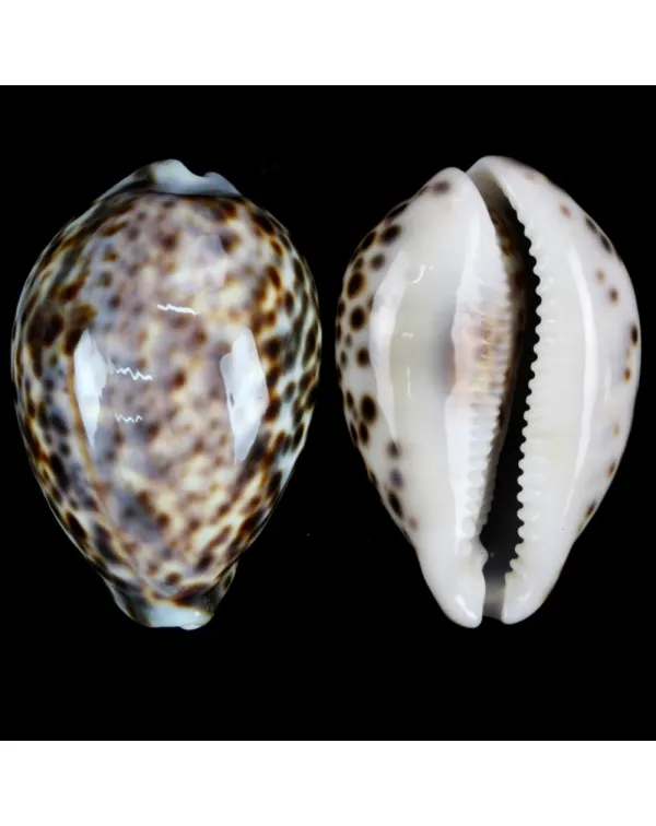 Cypraea Tigris Tigris