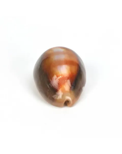 Lyncina Ventriculus