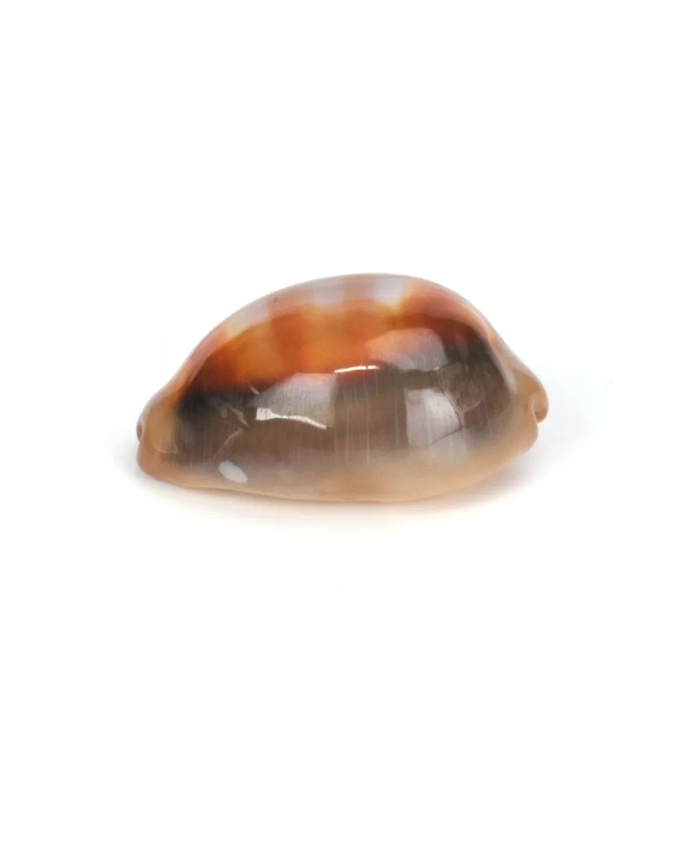 Lyncina Ventriculus