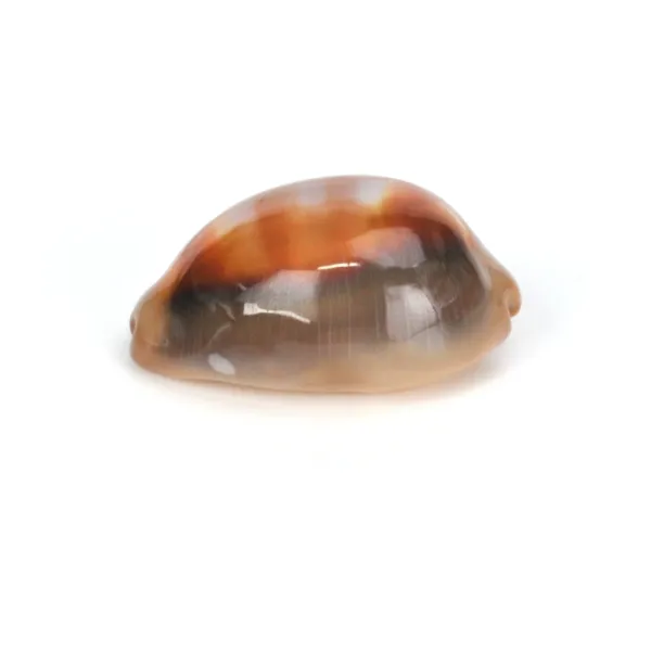 Lyncina Ventriculus