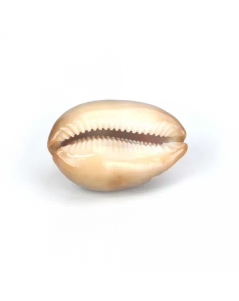 Lyncina Ventriculus