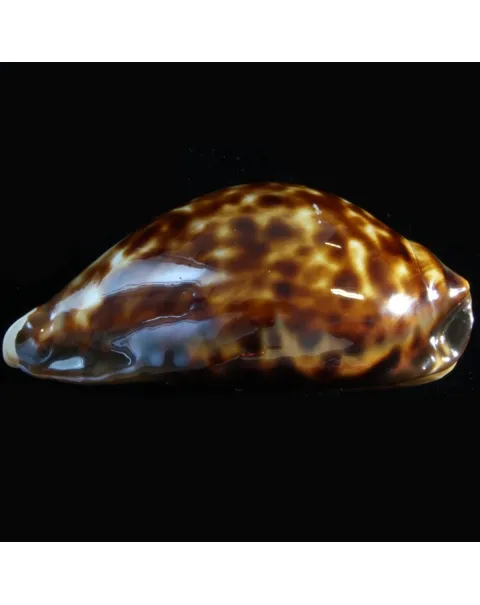 Zoila Friendii Friendii
