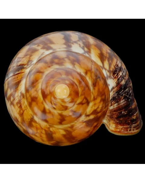 Ericusa Sowerbyi