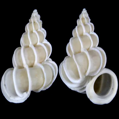 Epitonium Scalare