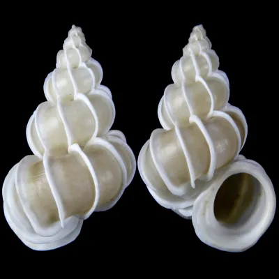 Epitonium Scalare