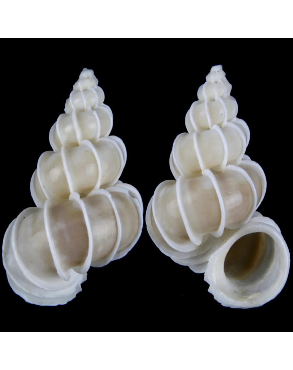 Epitonium Scalare