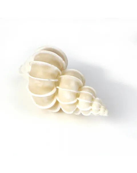 Epitonium Scalare