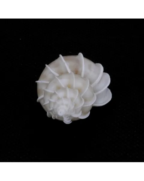 Epitonium Scalare