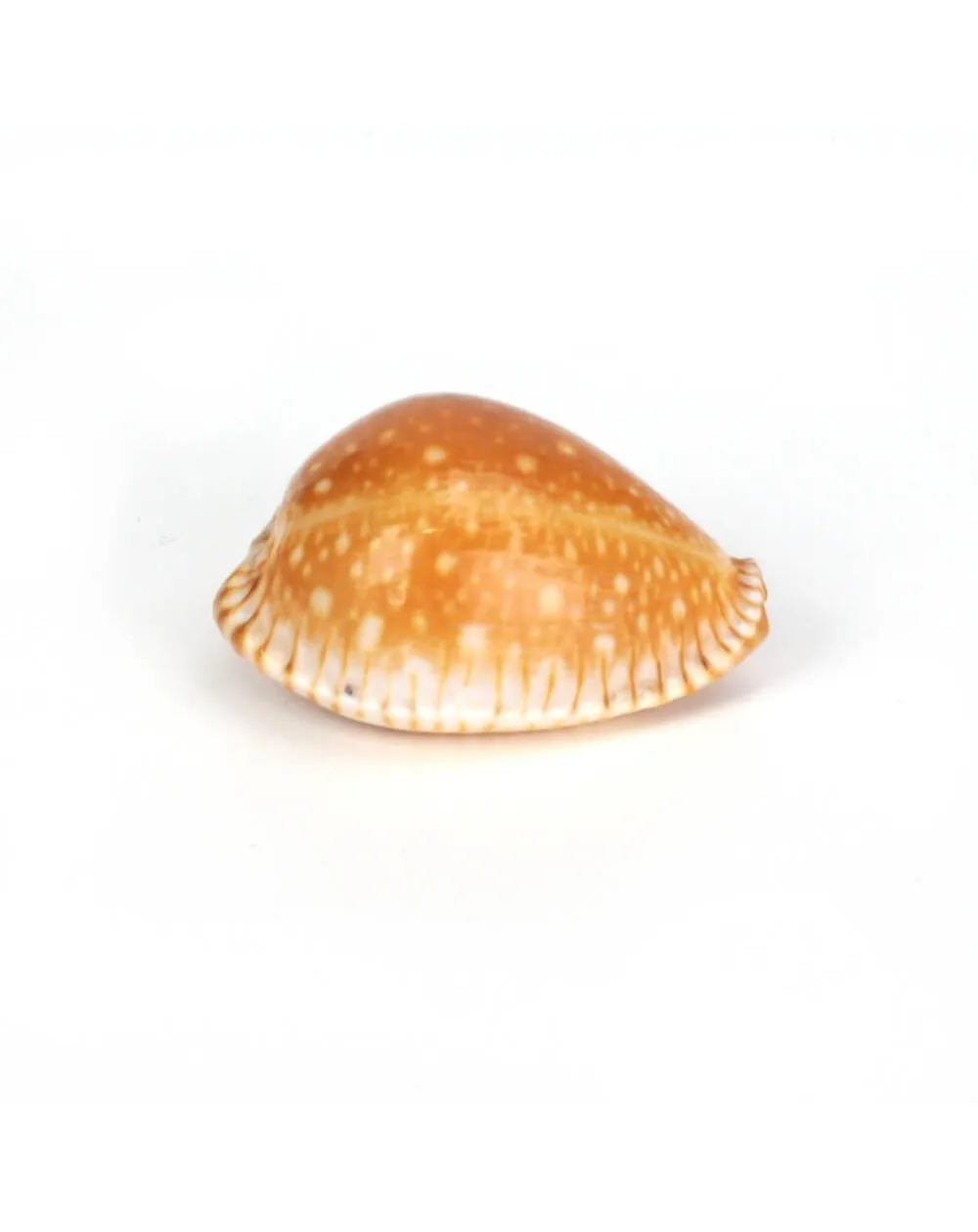 Perisserosa Guttata Azumai