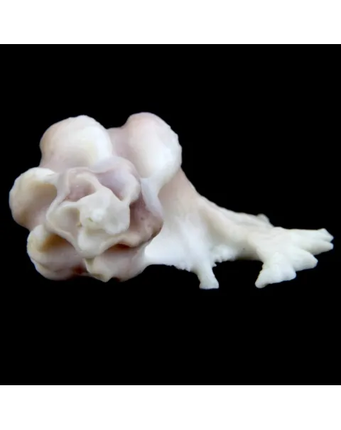 Homalocantha Anatomica