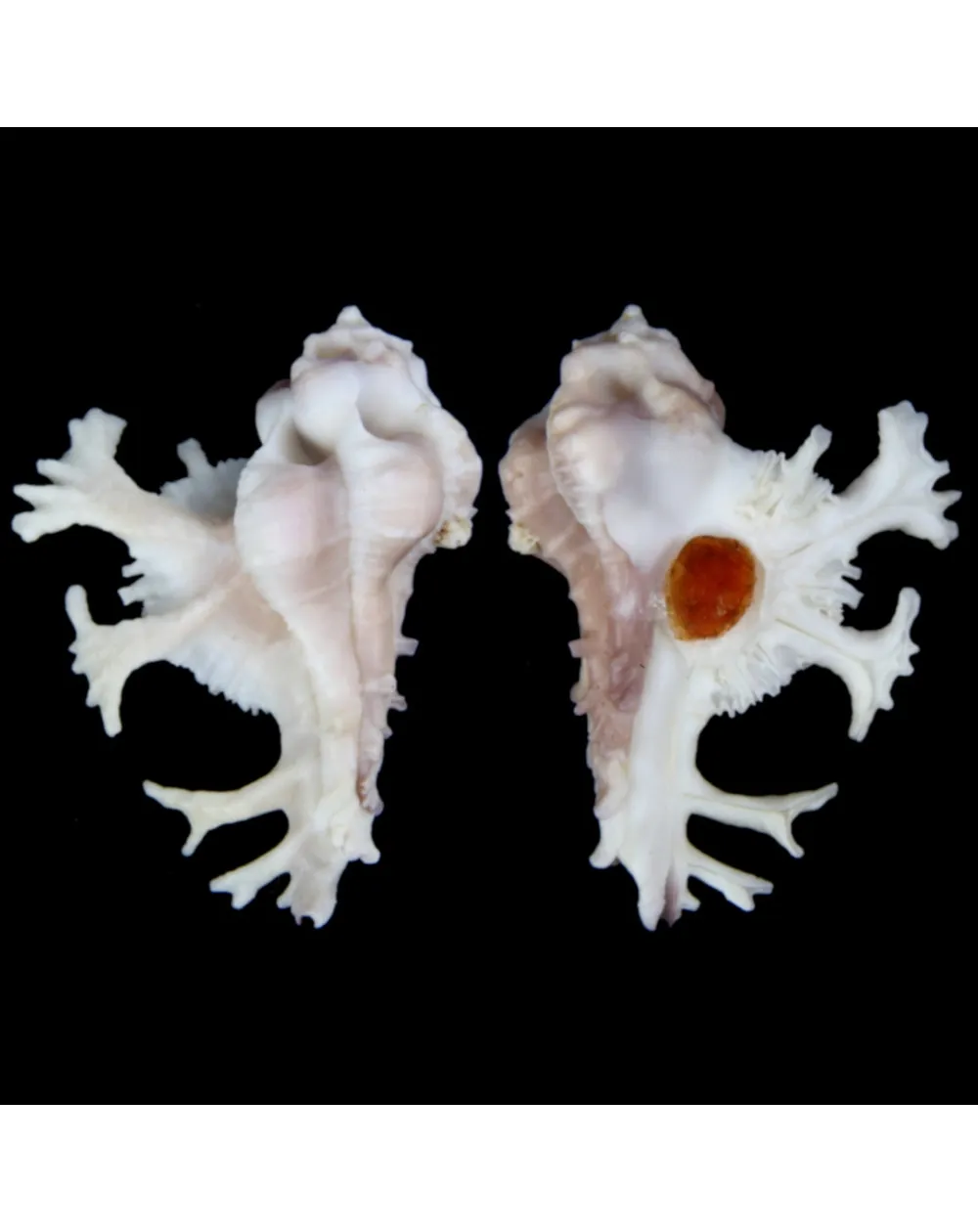 Homalocantha Anatomica