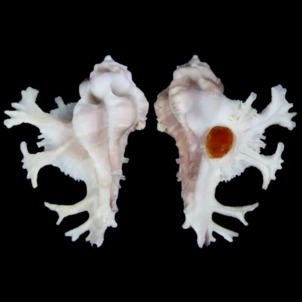 Homalocantha Anatomica