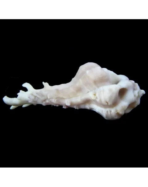 Homalocantha Anatomica