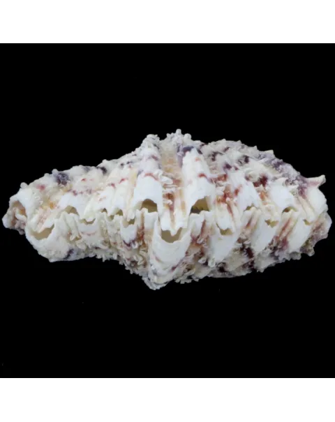 Hippopus Hippopus 